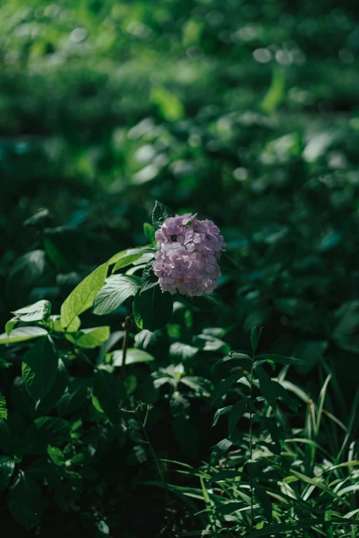 a pink flower with a green background