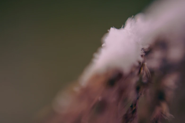 a flower covered in snow on a nch