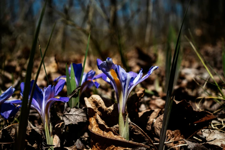 the blue flowers are beginning to bloom and open