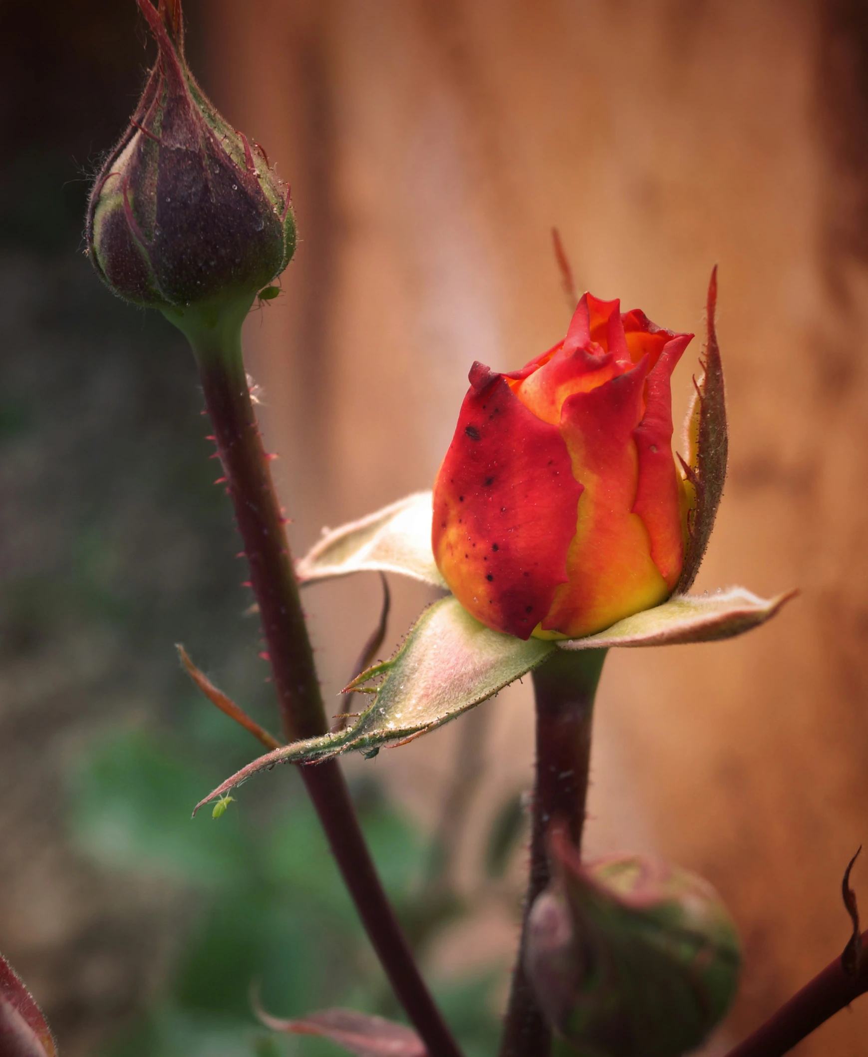 the pink and yellow rose is in the bud of the flower