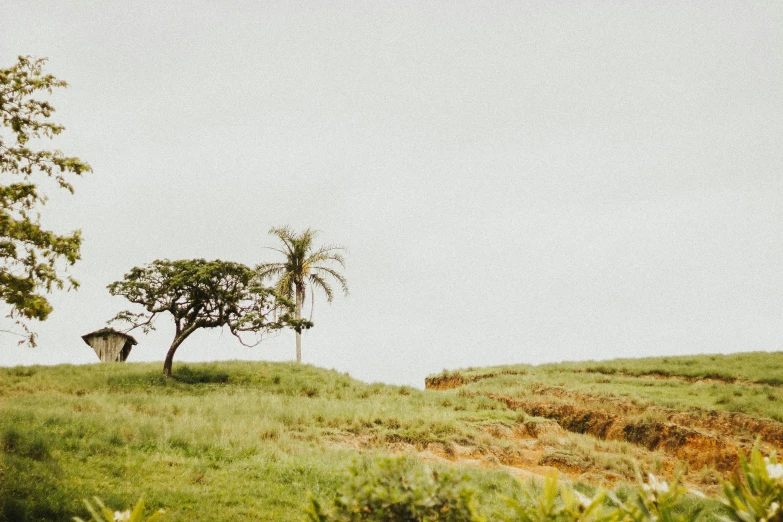 a large tree standing on top of a lush green hillside