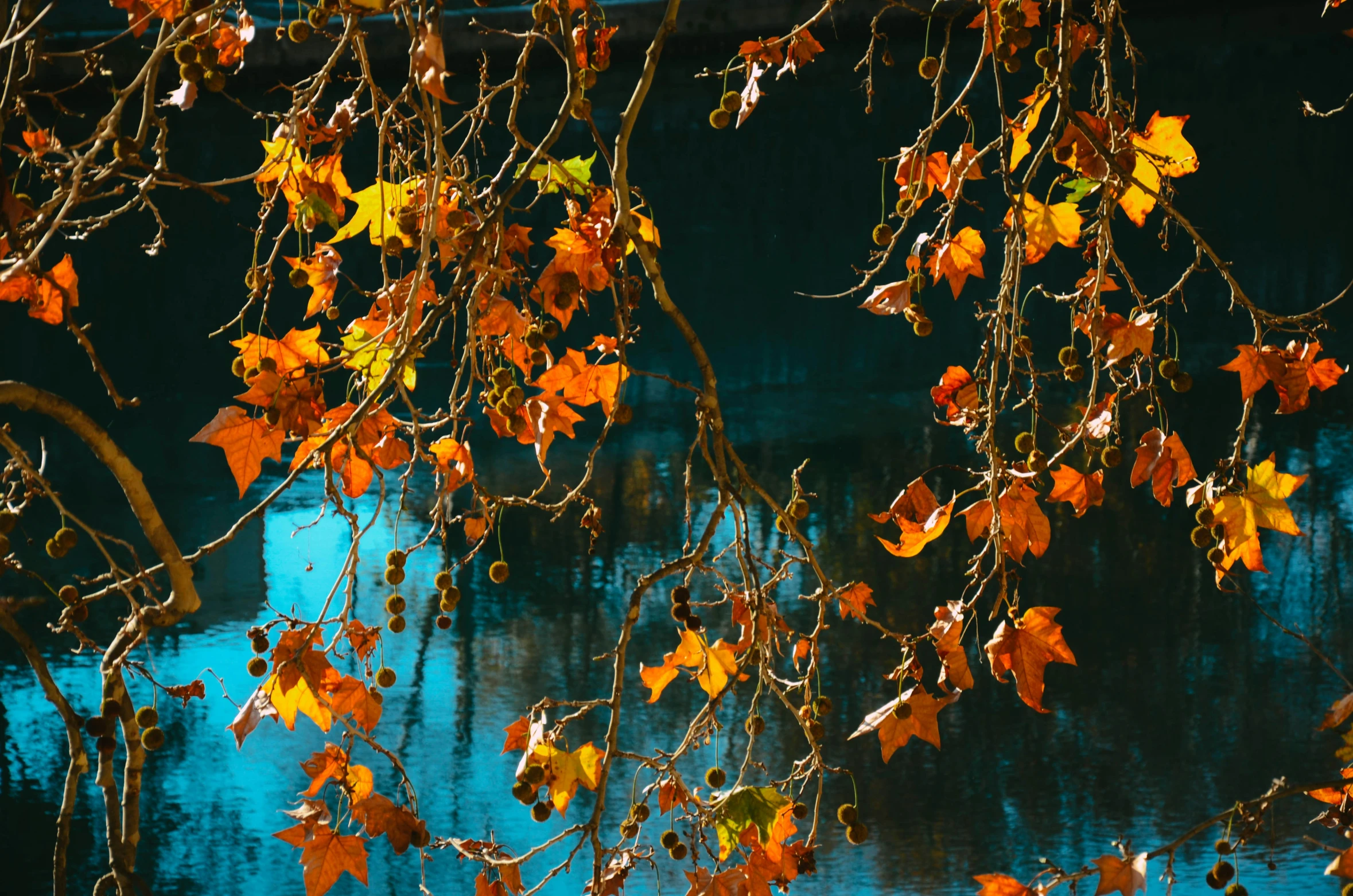 the leafy nches in the autumn are hanging down