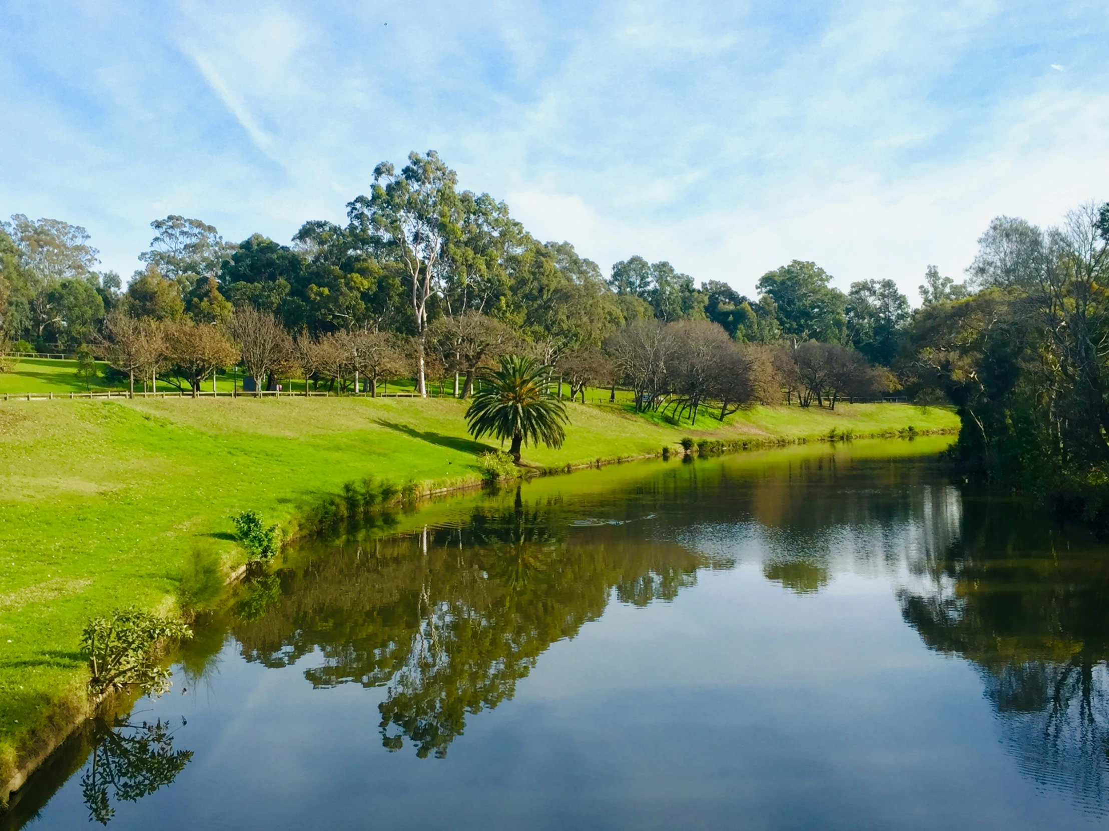 trees and shrubs along the water on a sunny day