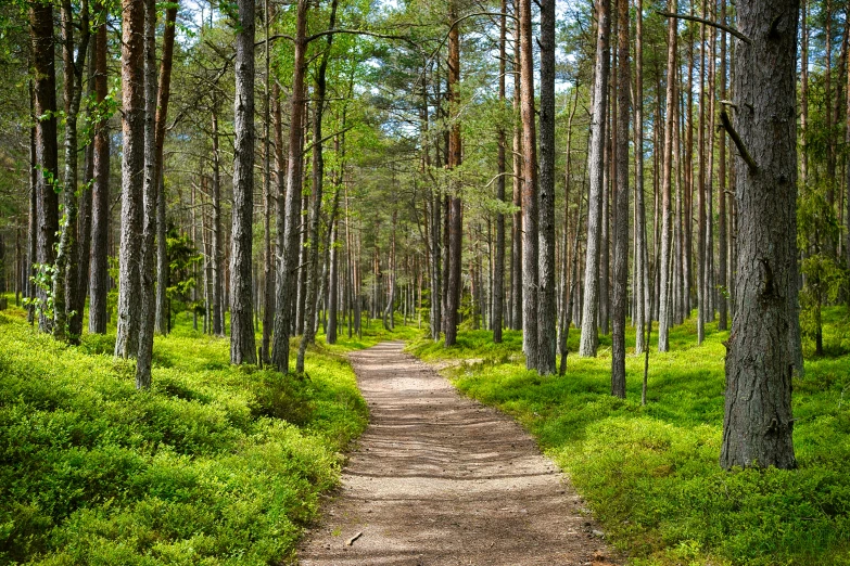 the path winds through a green forrest with tall trees