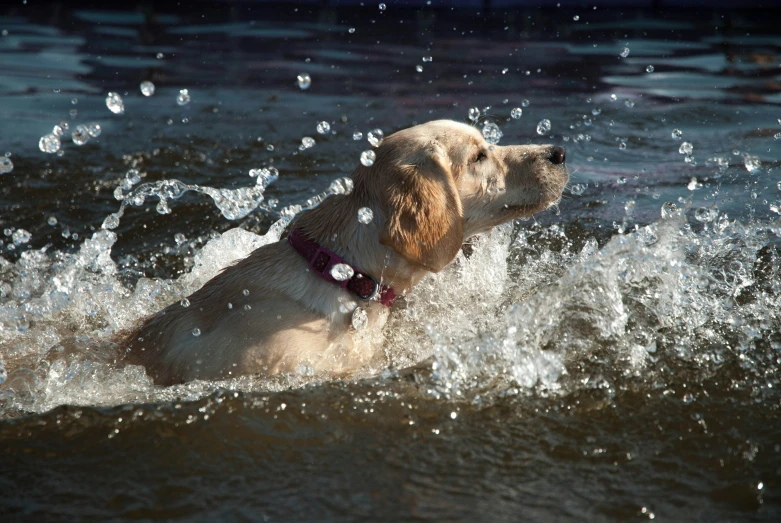 a dog in the water is playing with some spray