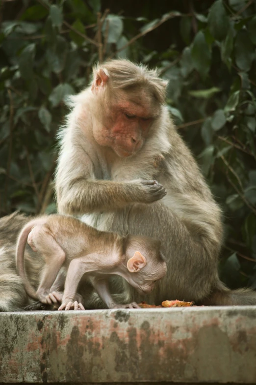 two monkeys in front of bushes looking down at food