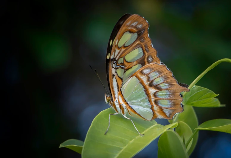 a close up of a erfly on a plant