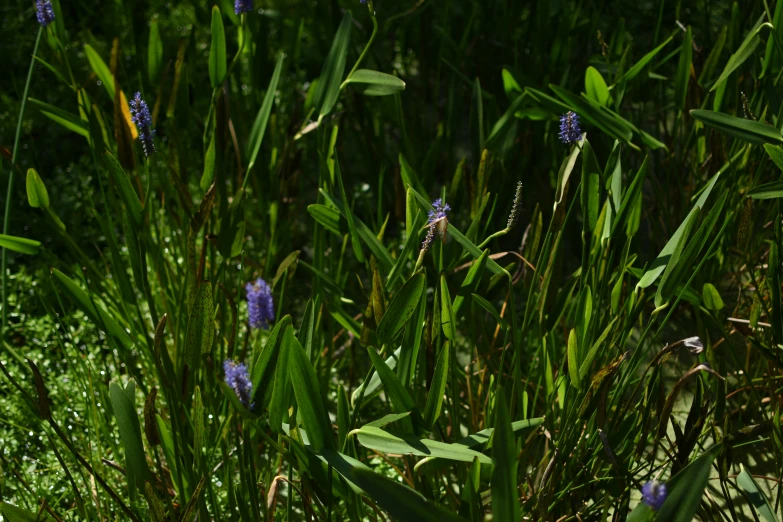 several blue flowers growing among green grass