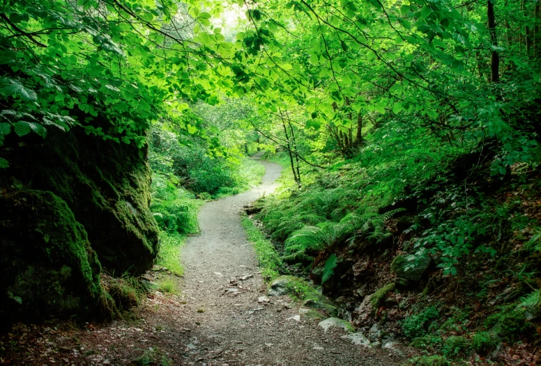 a path in the woods lined with lots of leaves