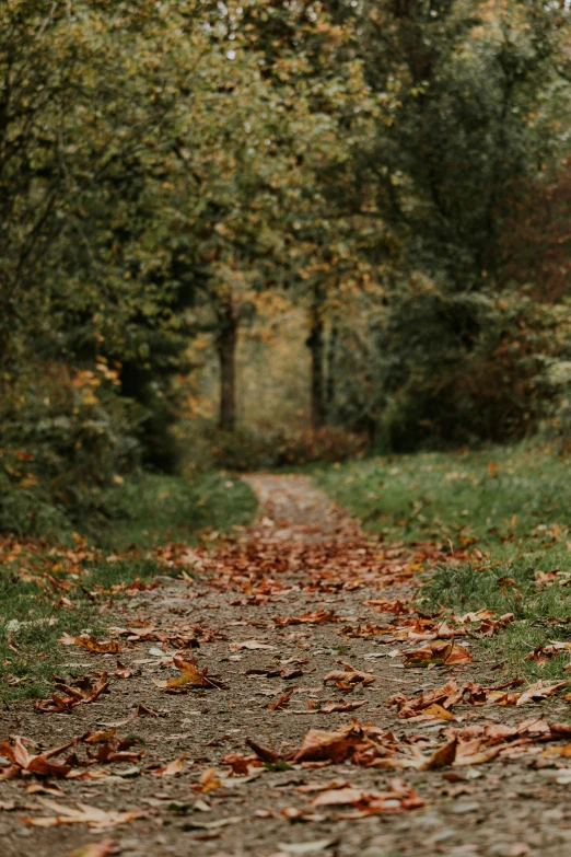 a path that leads to trees in a forest