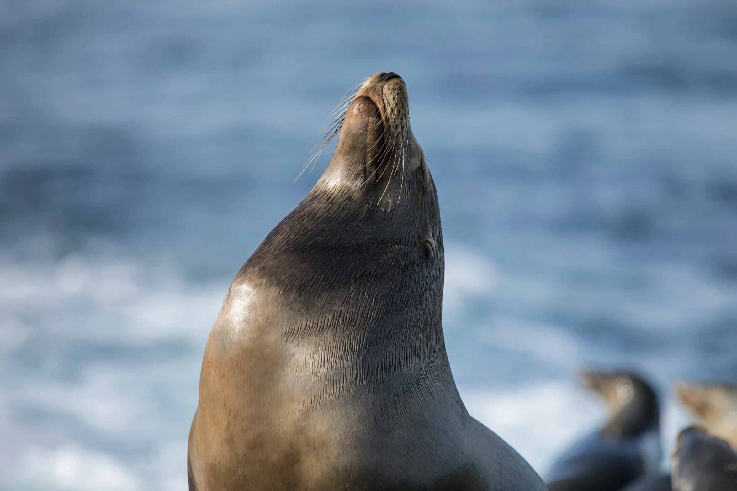 a seal is sitting on the rocks looking out over water