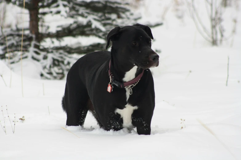 a dog is standing in the snow outside