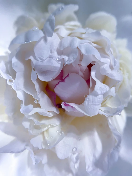 the large flower is shown with its petals still attached