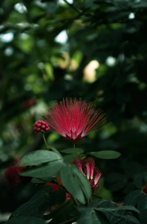 some pink flowers are growing on the leaves