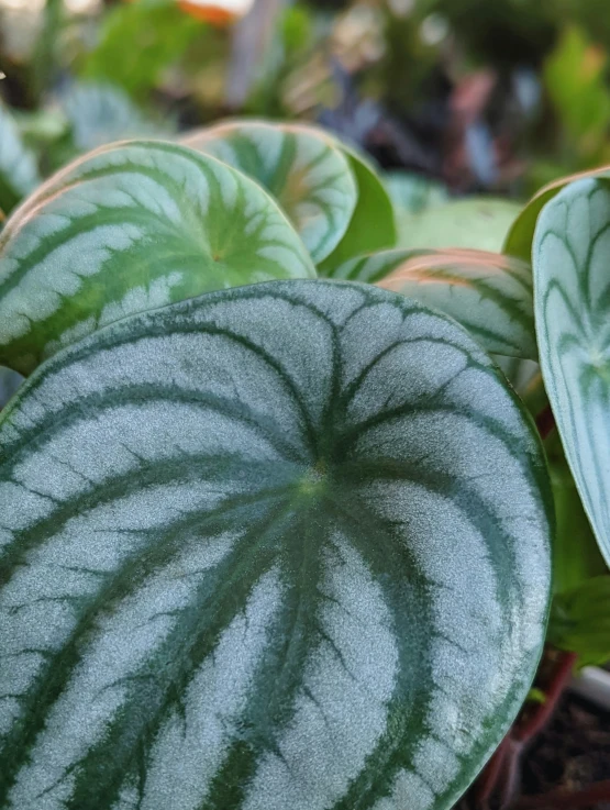 a green and white plant with many leaves