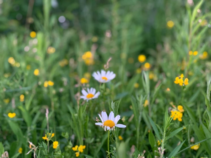 several white flowers sitting on top of green grass