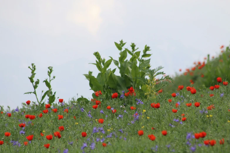 there are many different kinds of flowers growing on the hill