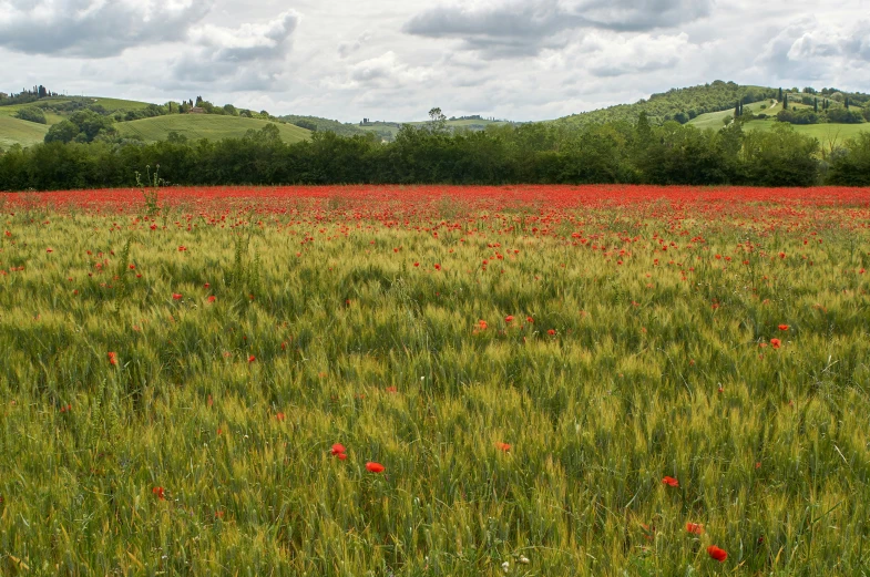 a field full of green grass with red flowers