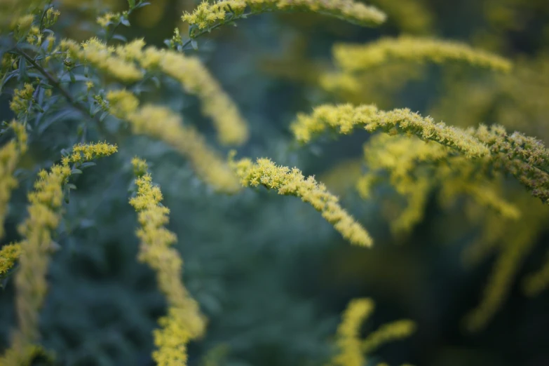 the nch with yellow flowers has many buds