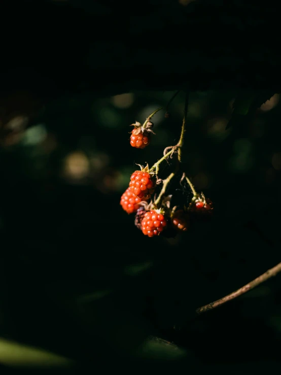 a cluster of raspberries hanging on a tree