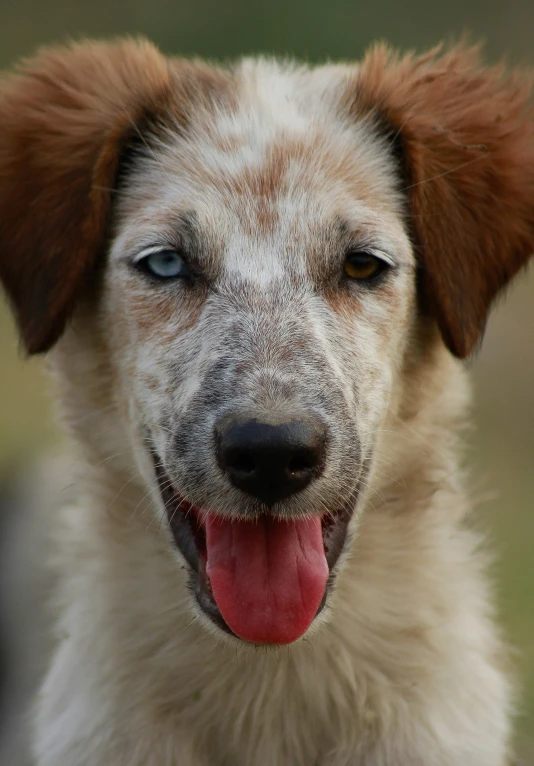 close up portrait of brown and white dog's face