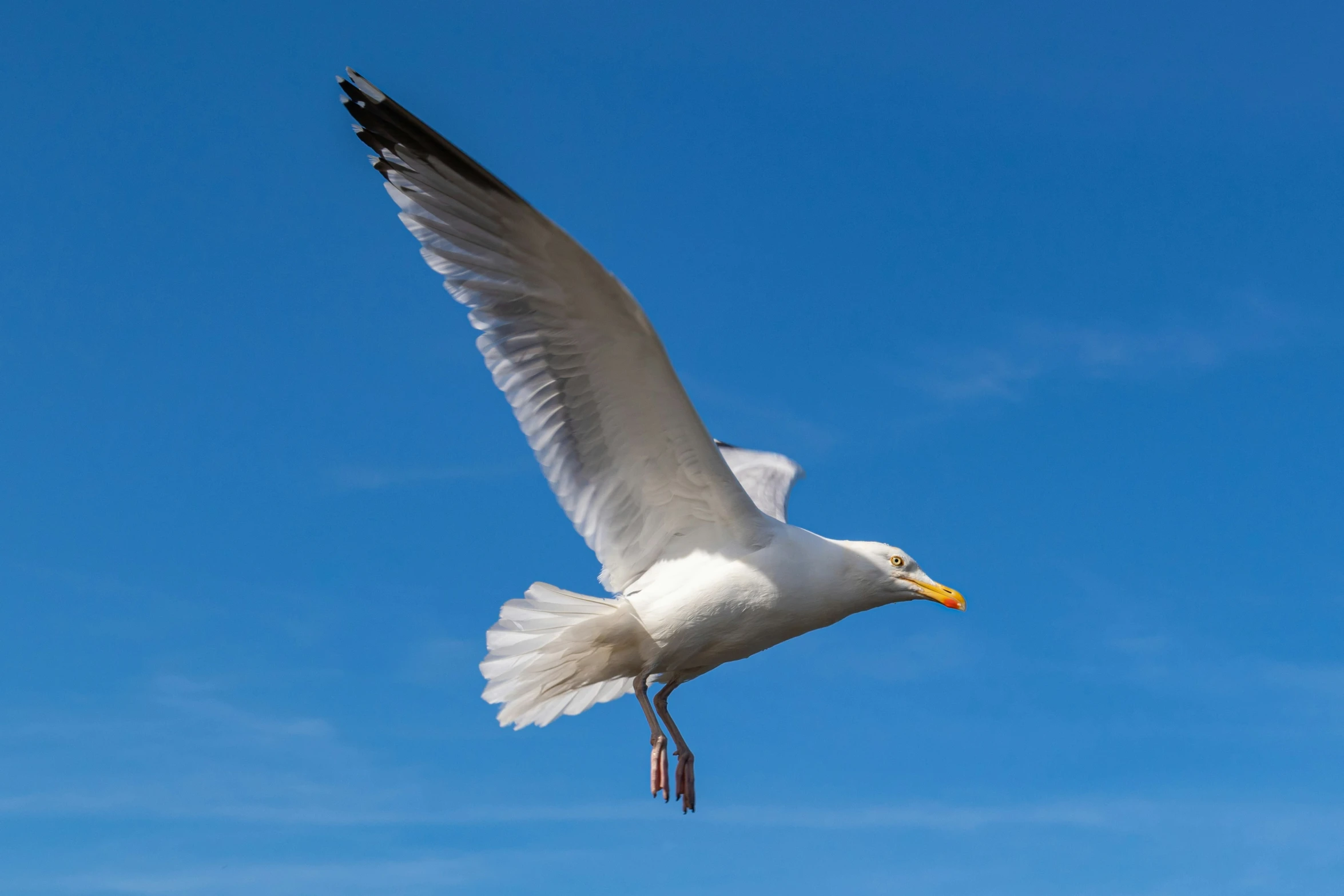 white bird with black wings soaring on the sky