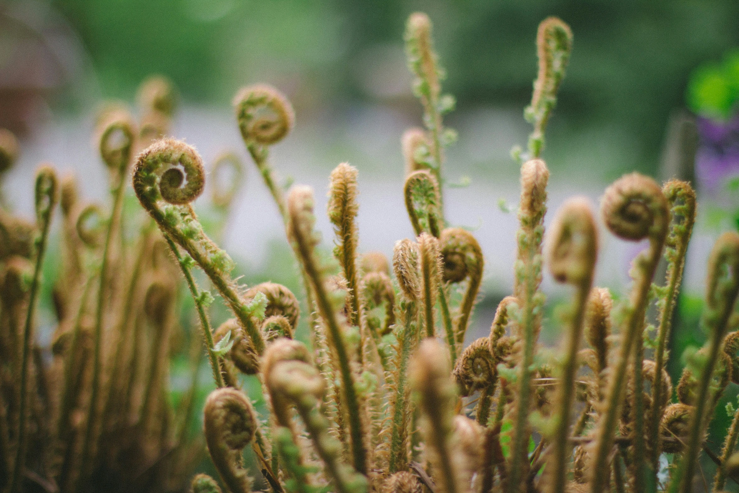 close up of some green plants in the grass