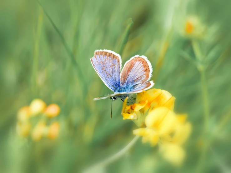 there is an orange and blue erfly flying on a flower