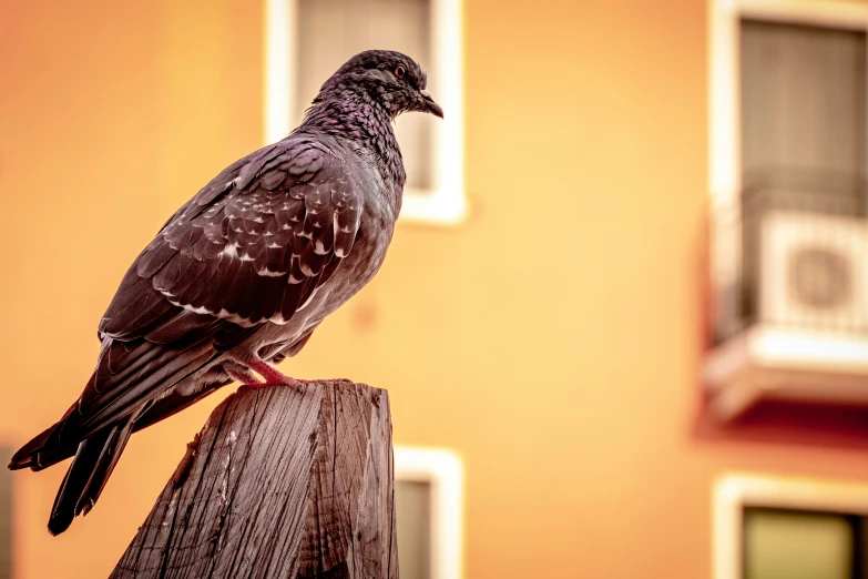 a bird standing on a piece of wood by the side of a building