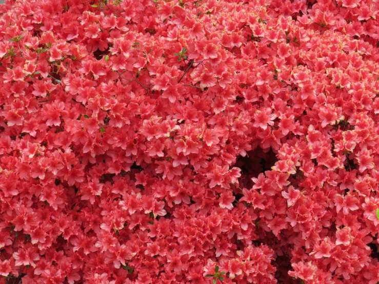pink flowered bush with one yellow and one red piece