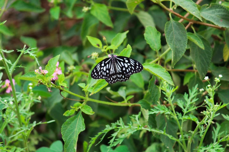 a large black and white erfly sitting on a leafy plant