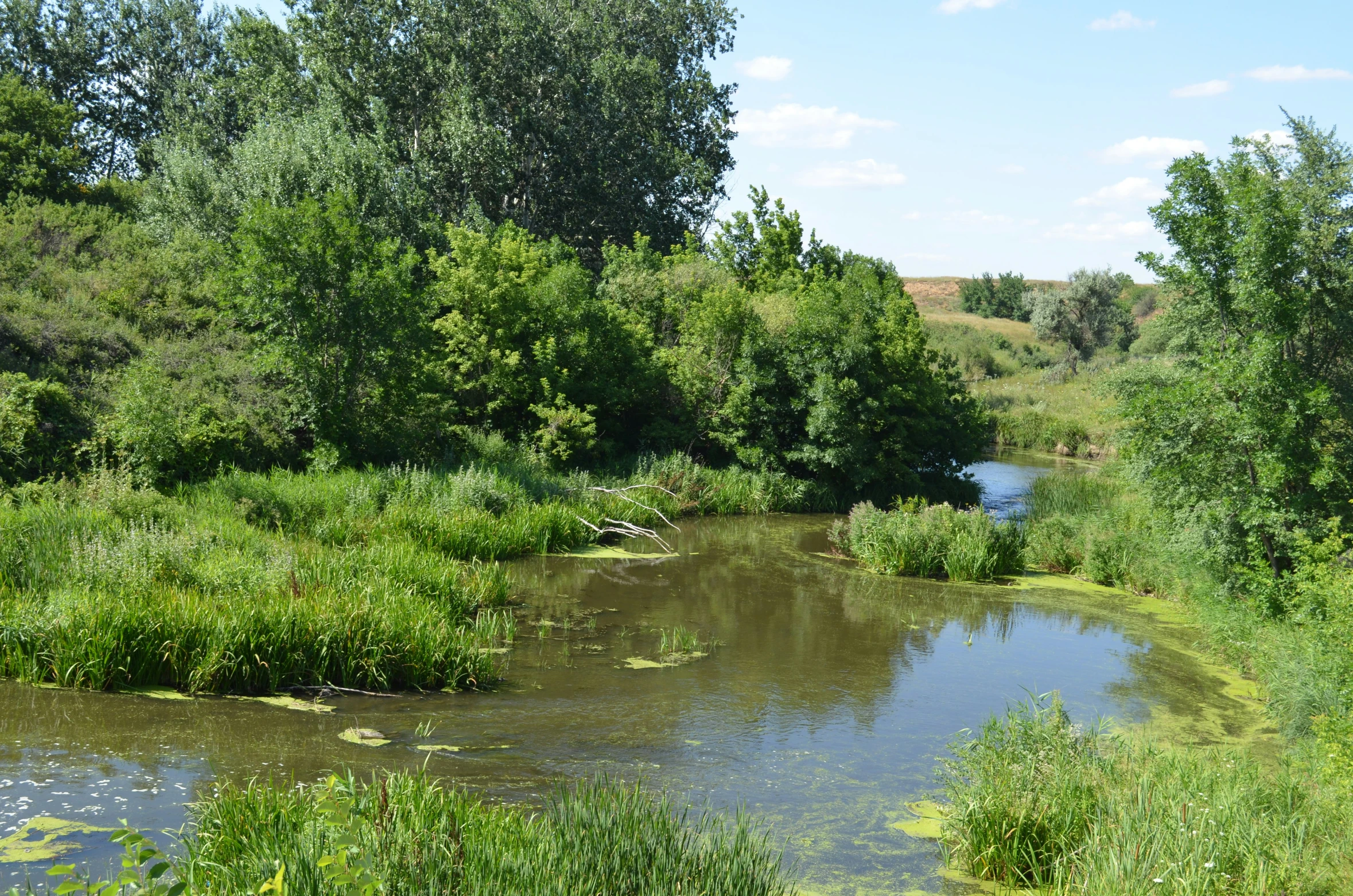 a small stream running through a forest with water and trees