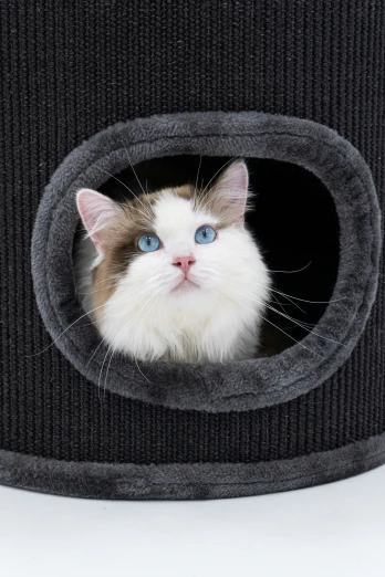 a white cat with blue eyes looks out of a black felt cat scratching scratching mat