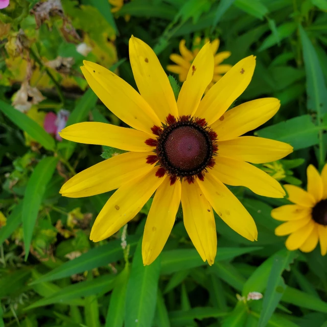 a close up view of the flower on the plant