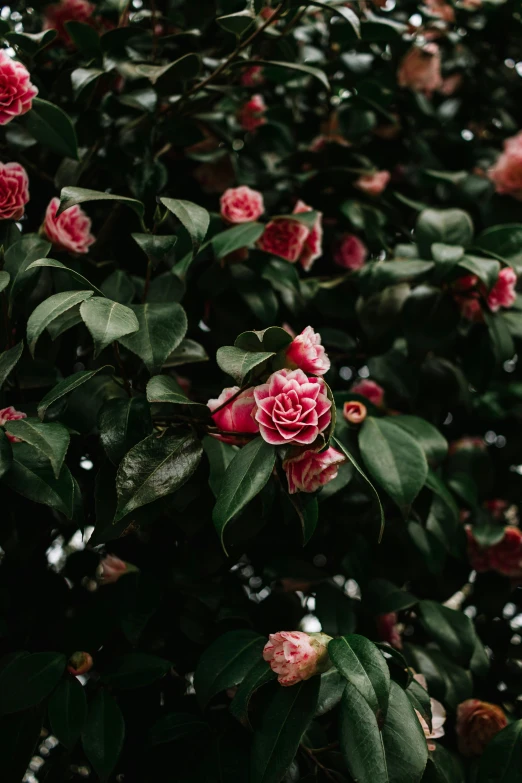 many pink flowers are growing near one another