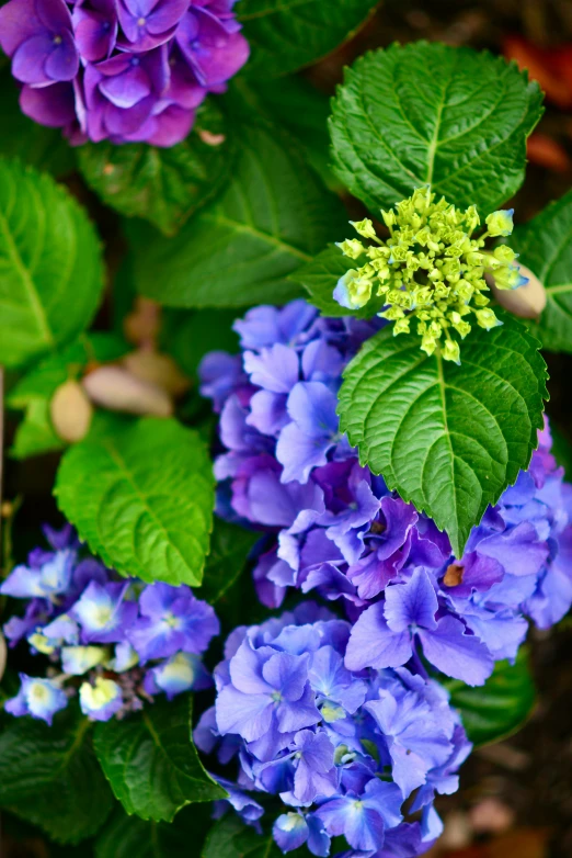 many blue and purple flowers with green leaves