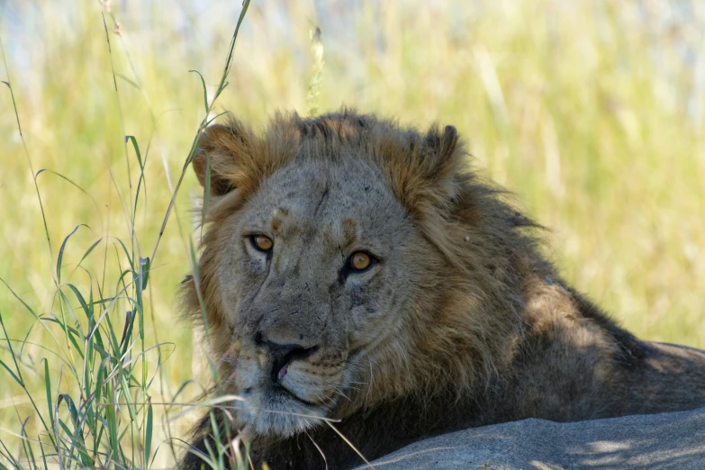 a lion lying on the grass, staring