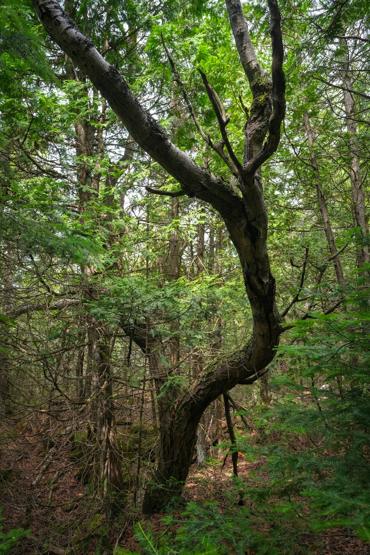 an old tree in the middle of some very green woods