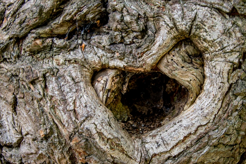 a heart - shaped hole carved into the bark of a large tree