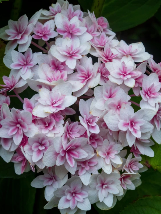 the pink and white flowers are blooming all around