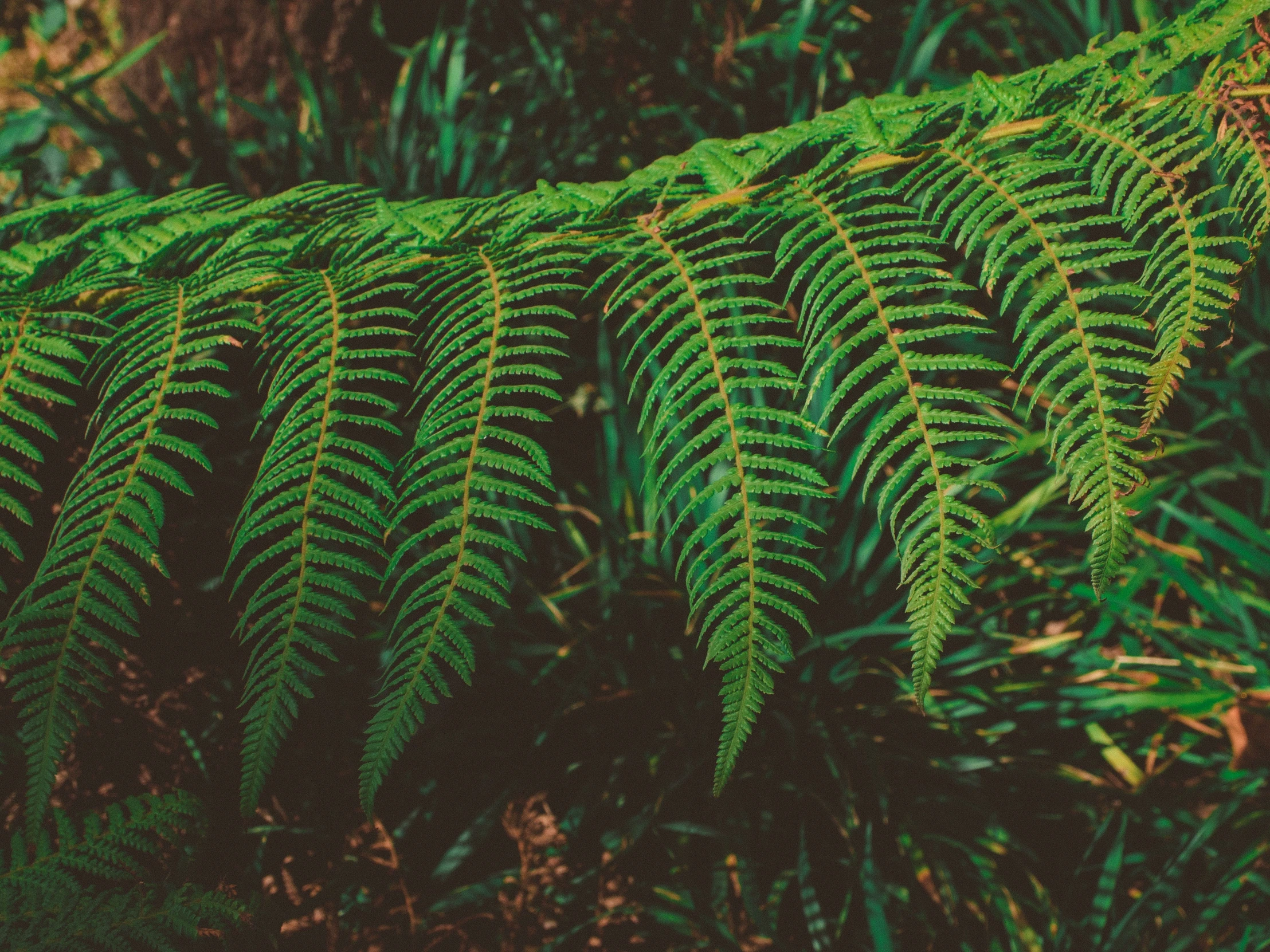 leaves of an evergreen forest, seen from below