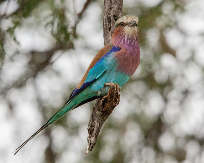 a colorful bird perched on the nch of a tree