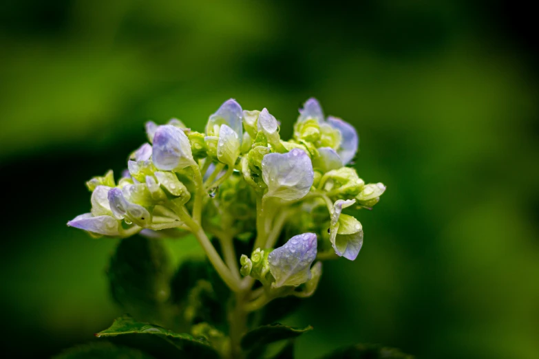 a bunch of flowers sitting together on top of a green plant