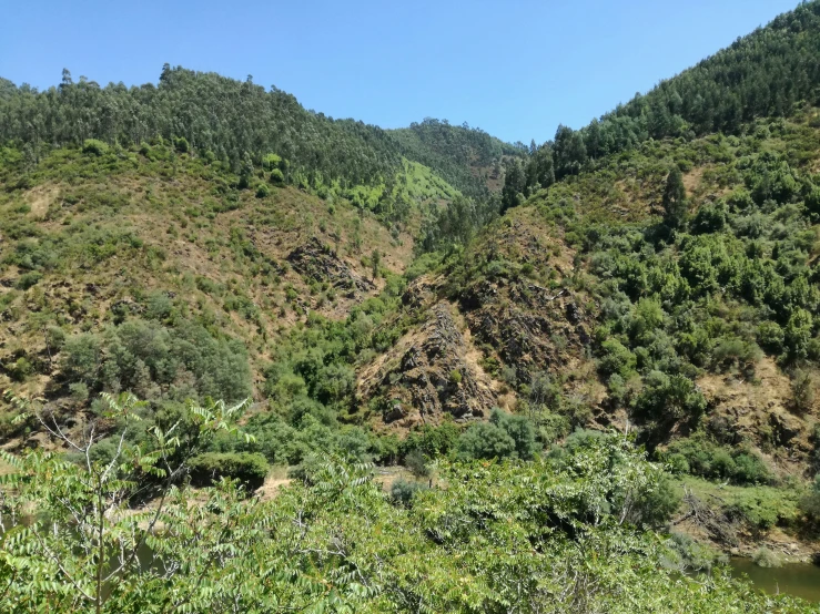 green trees and bushes on hillside near body of water