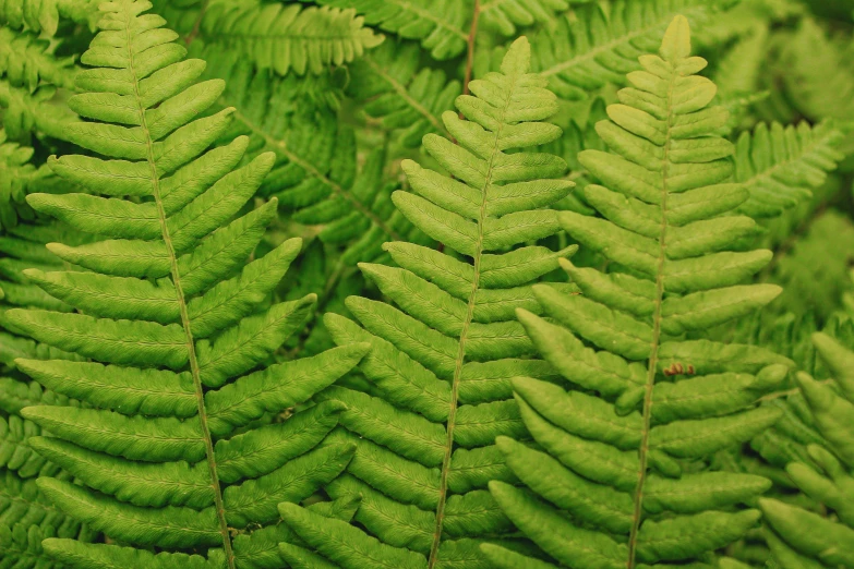 a close up s of a green fern