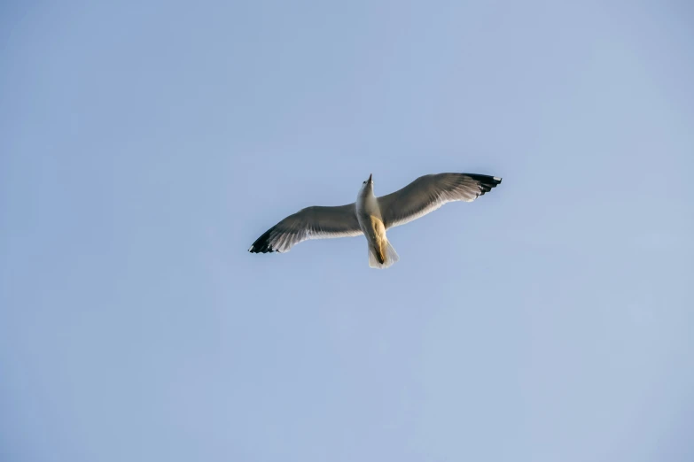 a white bird flying with wings wide open