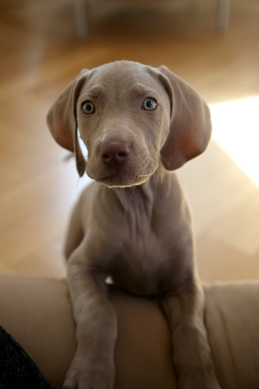 a close up of a dog with a cute look