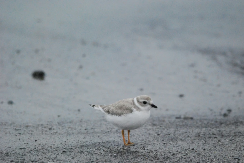 a little bird stands on a wet beach