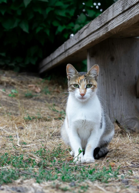 a small cat sitting on top of a grass covered field