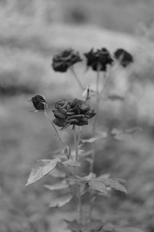 a black and white po of roses in the wild